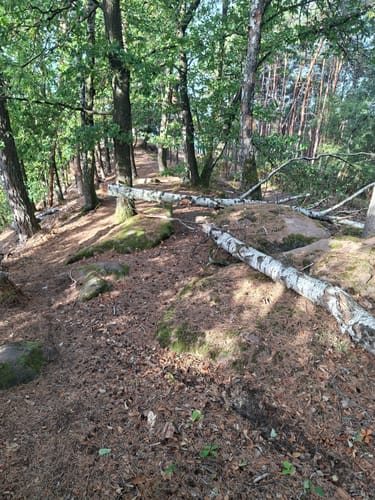 Anweiler - Jungpfalzhütte