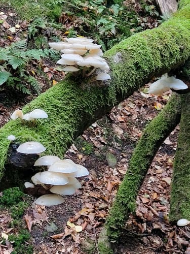 Externsteinen und Falkenburg Rundwanderung