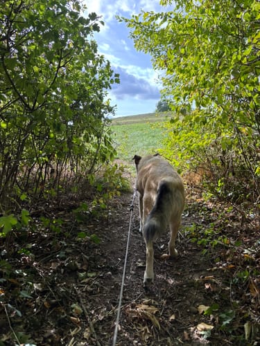 Waldspaziergang zum Lemberghaus