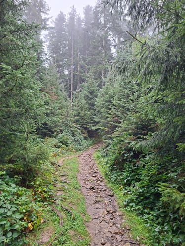 Rechelkopf und Schürfenkopf Rundwanderung