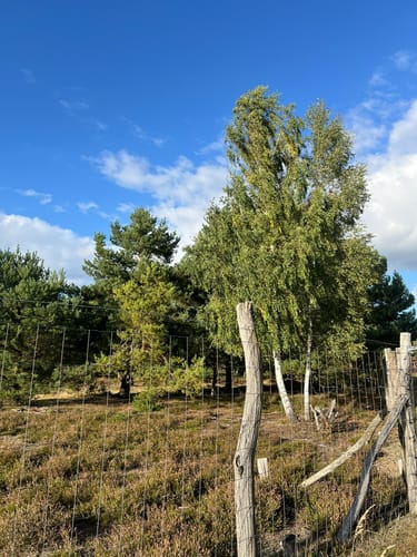 Schönower Heide: Wildwanderweg