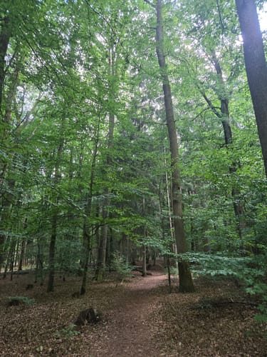 Kirschweiler Festung (Premiumwanderweg)