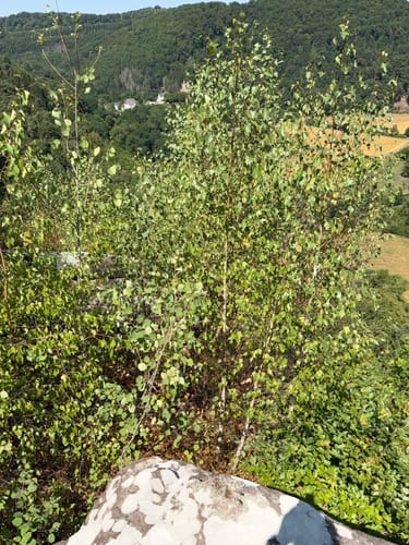 Römerpfad (Premiumwanderweg)