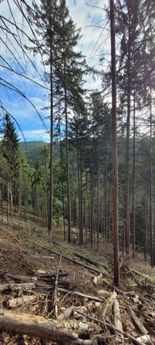 Wanderung zu den Burgruinen Neidenfels, Drachenfels und Lichtenstein