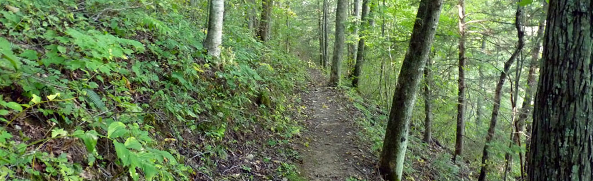 Glenwood Lake 236 Reviews, Map West Virginia AllTrails