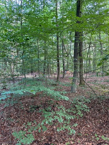 Rotbach Rundweg A6