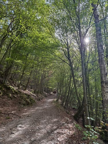 Wildnistrail Etappe 2: Einruhr - Gemünd
