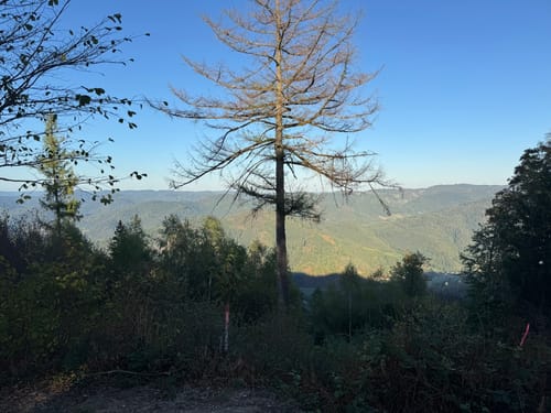 Von Gutach auf den Farrenkopf