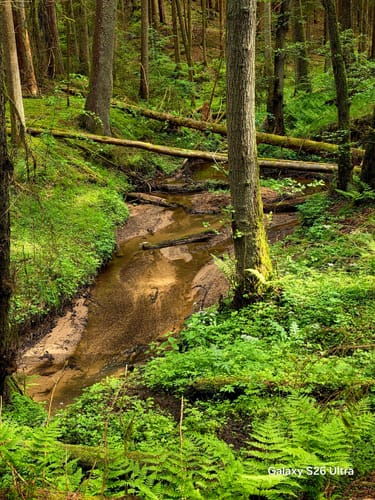 Nesselmühle - Naturlehrpfad - Nessenbach