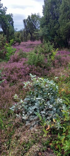 Südheide 'Wacholderwald in der Teufelsheide' W1l (lange Tour)
