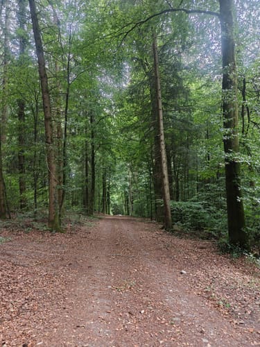 Rüttebuck-Route