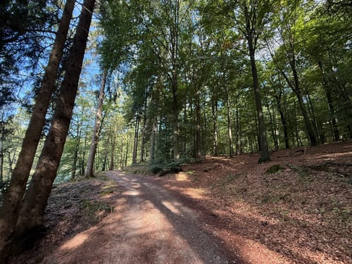 Neyetalweg zur Neyetalsperre
