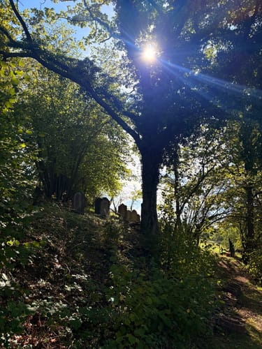 Rundweg Arienheller - Hartmannshof