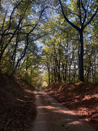 Rundweg Arienheller - Hartmannshof
