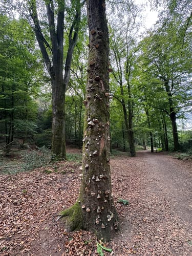 Runde um die Dörenther Klippen