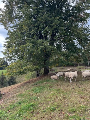 Durch das Simonstal zu den Zweribachwasserfällen