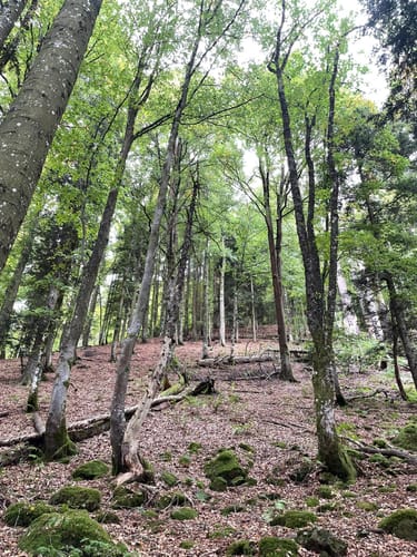 Feldbergsteig (Genießerpfad)
