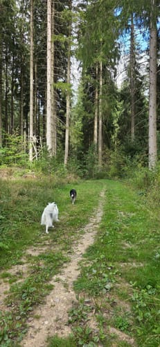 Runde am Wolfsteich
