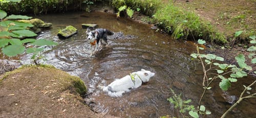 Runde am Wolfsteich