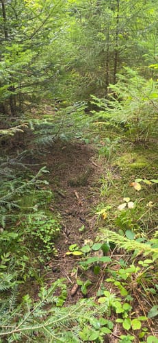 Runde am Wolfsteich