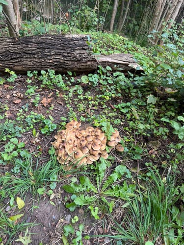 Durch das Webicht und um Schlosspark Tierfurt