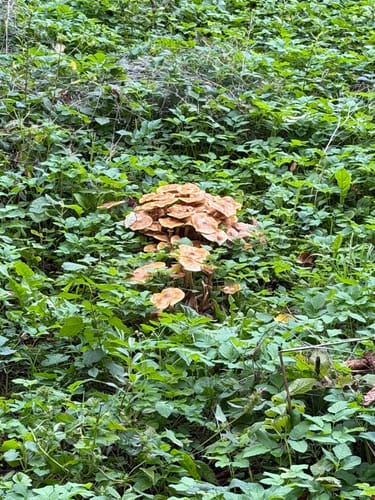 Durch das Webicht und um Schlosspark Tierfurt
