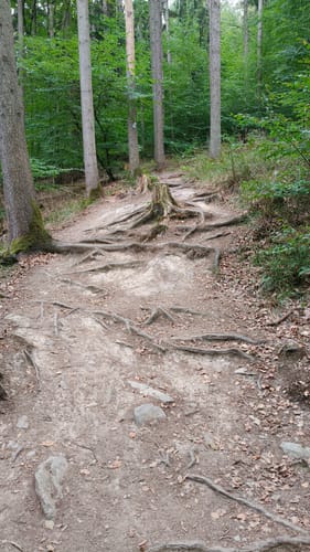 Geierlayschleife (Premiumwanderweg)