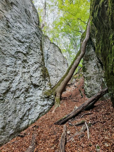 HOCHGEHBERGE I "hochgeflogen" (Premiumwanderweg)