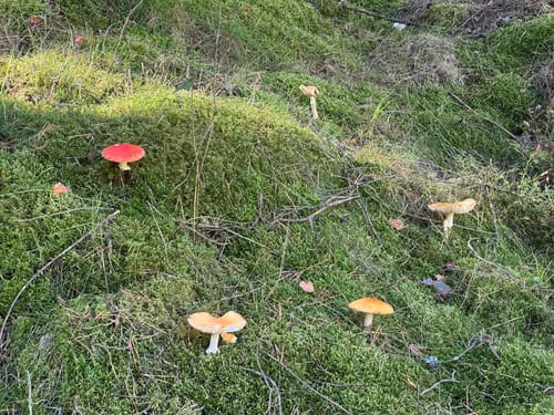 Waldnaabtal Rundweg (Hammermühl-Runde kurz)