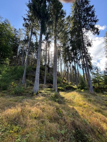Waldnaabtal Rundweg (Hammermühl-Runde kurz)