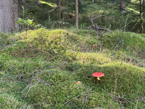 Waldnaabtal Rundweg (Hammermühl-Runde kurz)