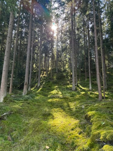 Waldnaabtal Rundweg (Hammermühl-Runde kurz)