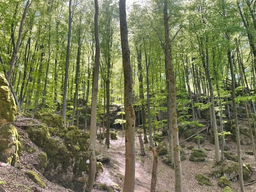 Höhenglücksteig
