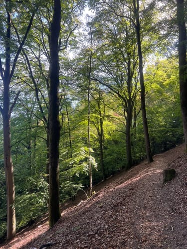 Wolfstein - Gipfelsteig zum Königsberg