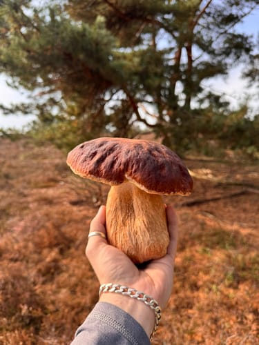 Fischbeker Heide: Fischbektal und Aussichtspunkte