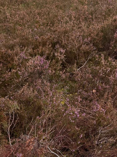 Fischbeker Heide: Fischbektal und Aussichtspunkte
