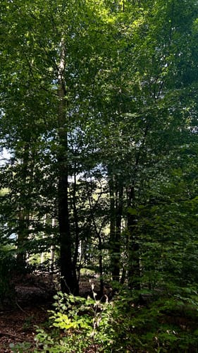 Köhlerroute