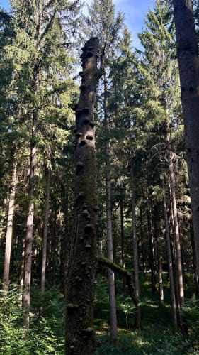 Köhlerroute