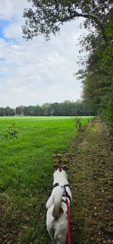 Lüntener Fischteiche