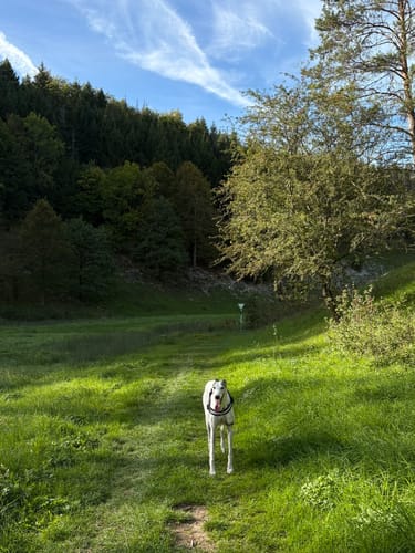 Oberleinleiter: Großer Tümmler und Heroldsstein