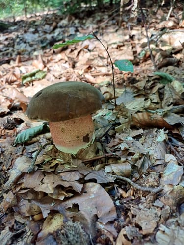 Aussichtsturm Ludwigshöhe und Ebersberger Forst