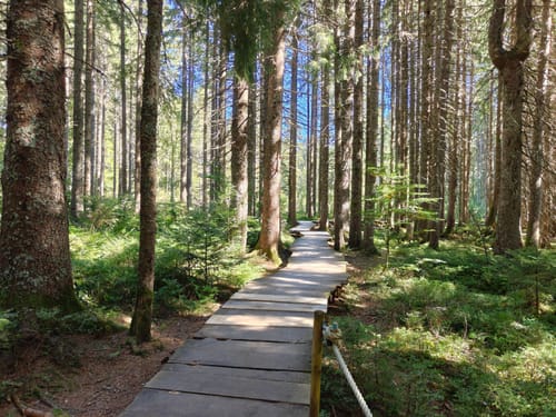 Zauberwald-Pfad - Bernau im Schwarzwald