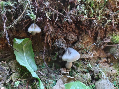 Zauberwald-Pfad - Bernau im Schwarzwald