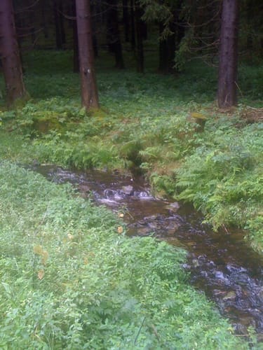 Von Stützerbach zum Rennsteig und Dreiherrenstein 