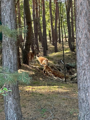 Schönower Heide: Wildwanderweg