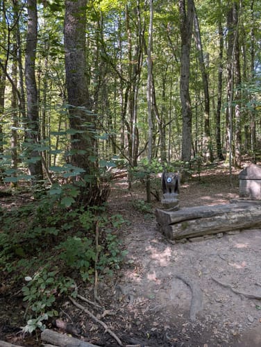Urwald Tour (Premiumwanderweg)