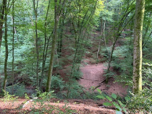 Von Hoffnungsthal rundum der Sülz