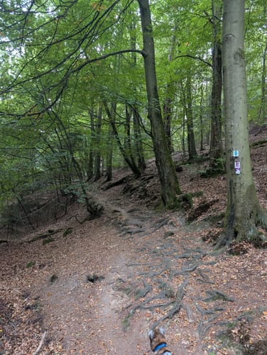 Hochwald Pfad (Traumschleife)