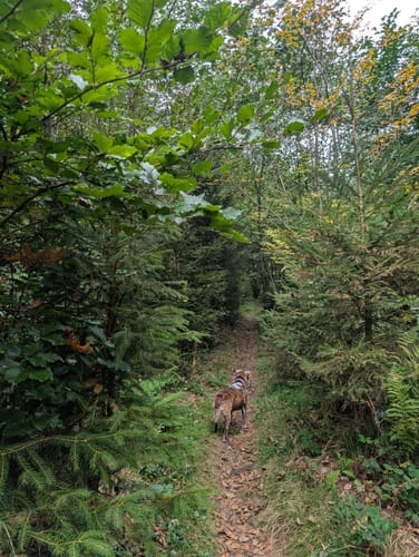 Hochwald Pfad (Traumschleife)