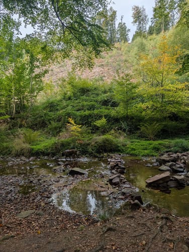 Hochwald Pfad (Traumschleife)